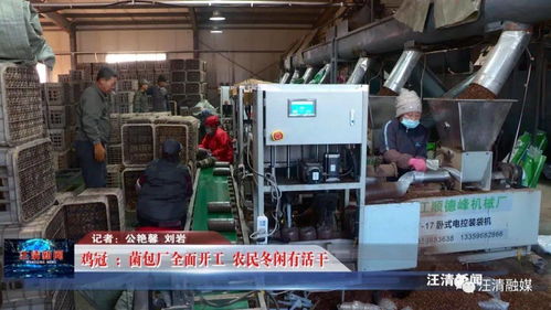 鸡冠菌包厂全面开工，网络工程赋能，农民冬闲有活干
